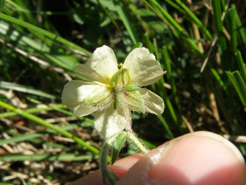 Helianthemum  ??